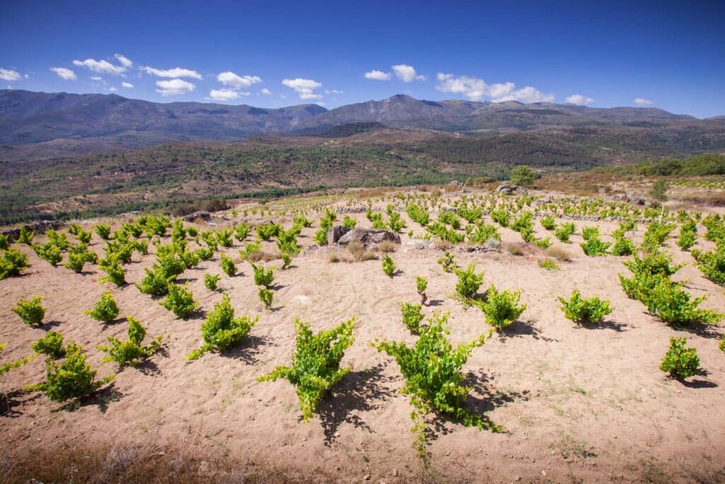 campos de vid
